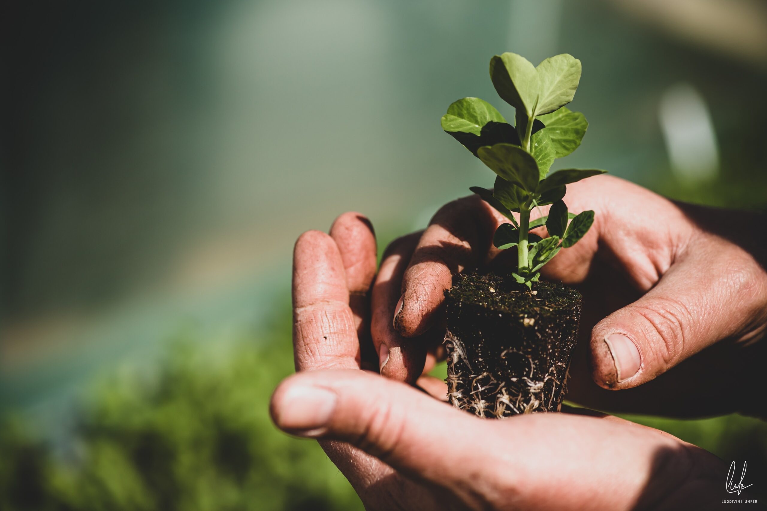 Vum Gréis Une ferme solidaire, des légumes frais, locaux et de saison.